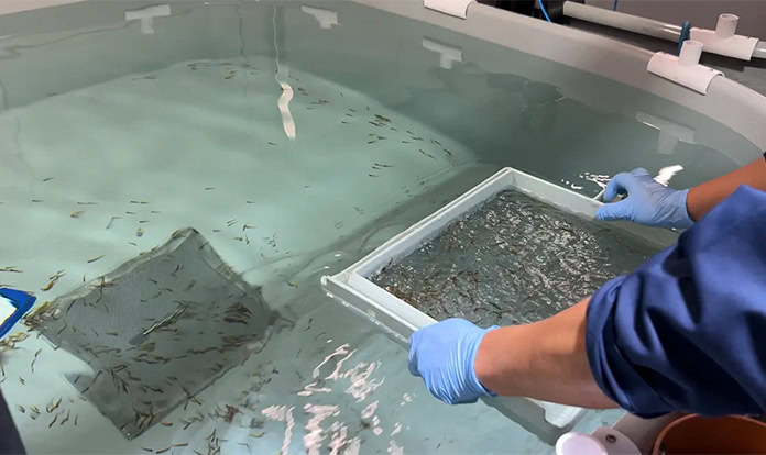 South Korea launches first land-based salmon farm with RAS technology