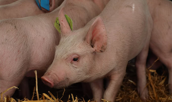 Study examines needle free PRRSV vaccination approach