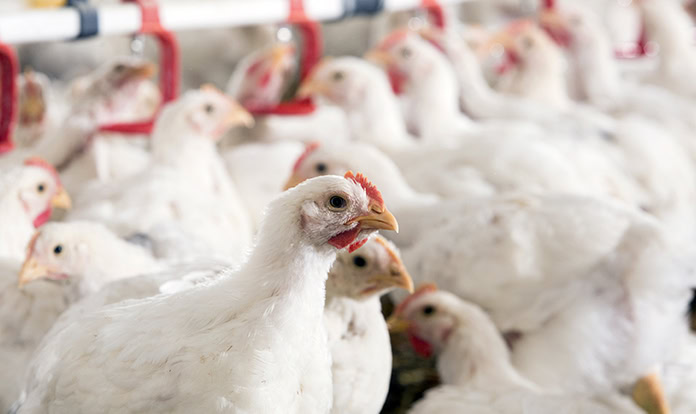 Trouw Nutrition to unveil poultry research findings targeting key production challenges