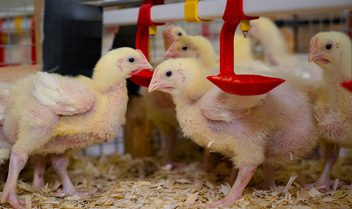 UK project tests out novel marine protein to enhance poultry diets