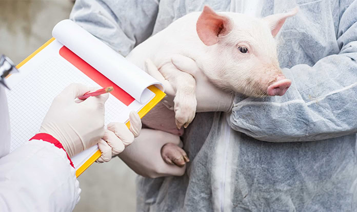US pork industry prioritises H5N1 prevention with $2.1M funding