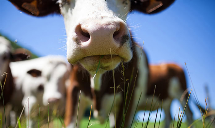 dsm-firmenich launches AI module for dairy farm management - Feed ...