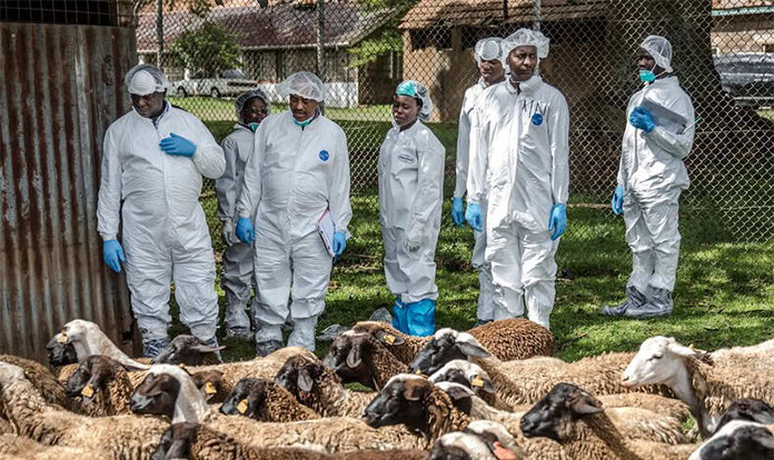 FAO araştırması, antibiyotiklerin azaltılmasında verimliliğin rolünü vurguluyor