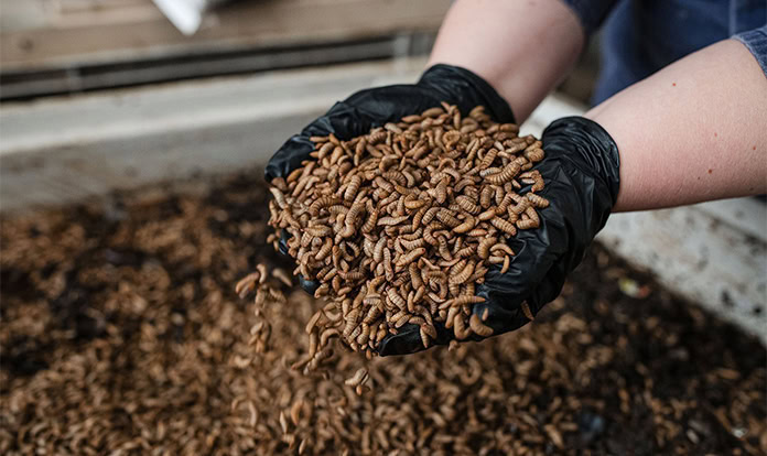 Hyatt Regency Sydney gıda atıklarını böceklerle yönetiyor