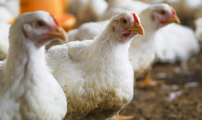 dsm-firmenich, Feed Enzymes Alliance'taki hisselerini Novonesis'e satıyor