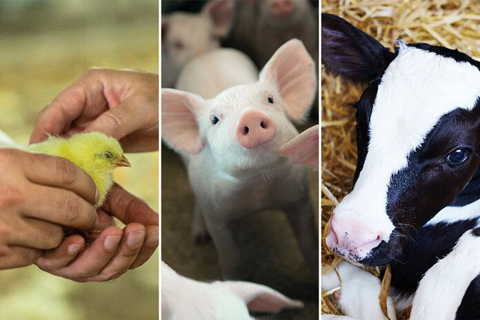 "Gut health" in animals, the ubiquitous term in animal nutrition Feed & Additive Magazine