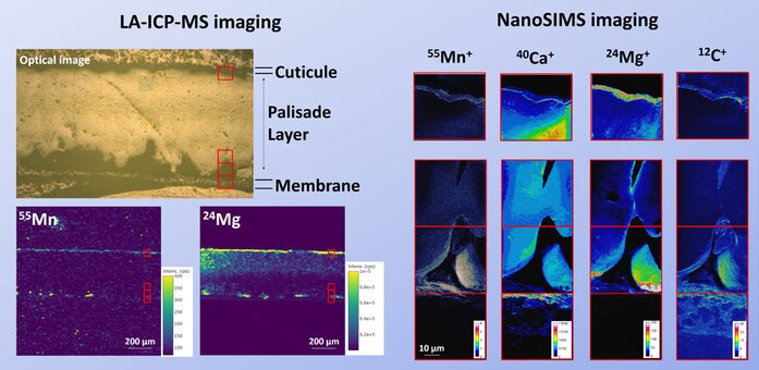 Animine presented elemental imaging in poultry eggshells and bone at FESTEM, Madrid