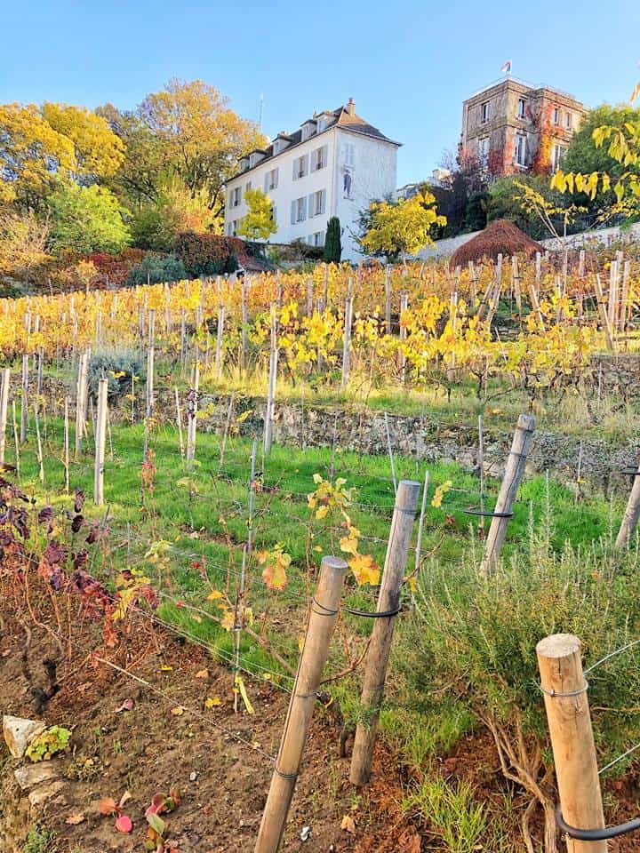 Paris Vineyard, France