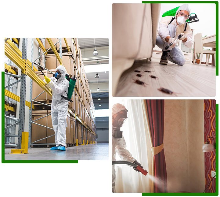 Pest control services