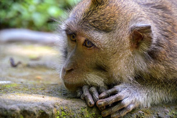 monkey forest ubud - instagram worthy spots gianyar