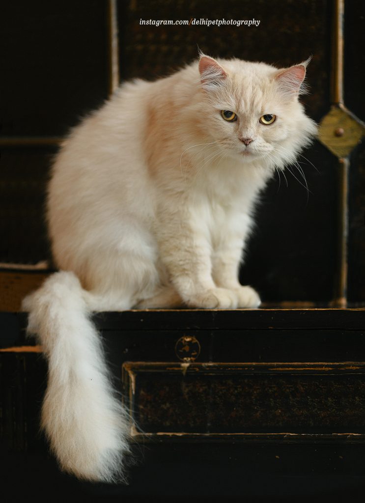 A beautiful white Persian cat sitting