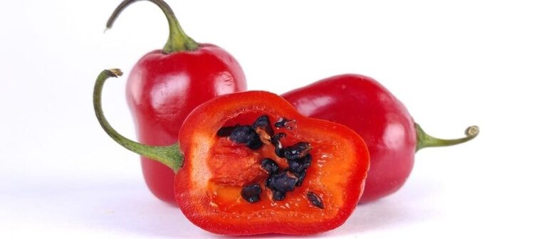 pimenta rococo pimenta rococo