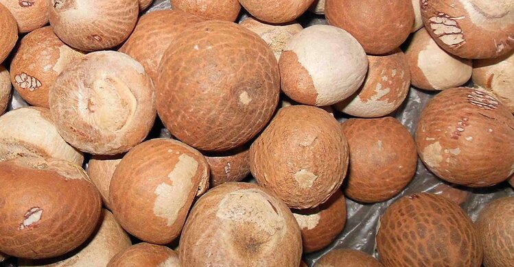 noz de areca noz de areca