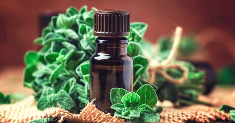 oleo de oregano para imunidade oleo de oregano para imunidade
