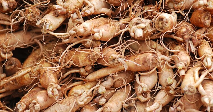 raiz de ginseng siberiano raiz de ginseng siberiano
