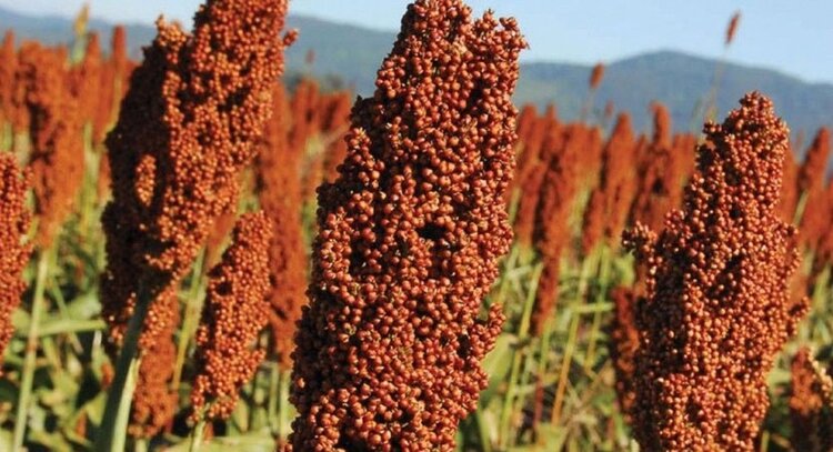 Sorgo Sorgo