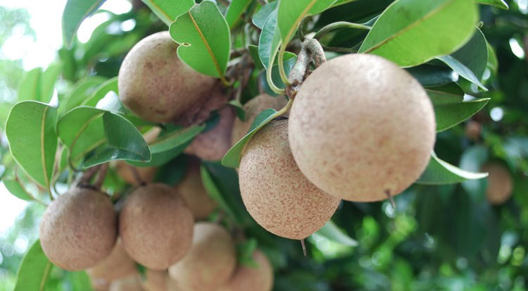 beneficios da sapota beneficios da sapota