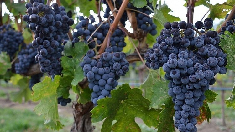 benefícios das uvas pretas Uva preta para que serve? é boa para pele, cabelo e diabetes