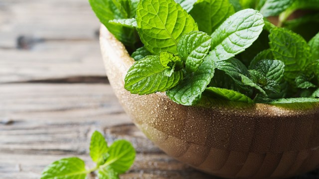 hortelã pimenta para aliviar a tosse hortelã pimenta para aliviar a tosse