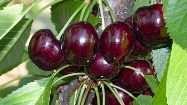 cereja bing cereja bing
