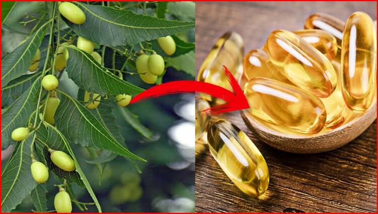 Óleo de Neem em Capsulas Óleo de Neem em Capsulas