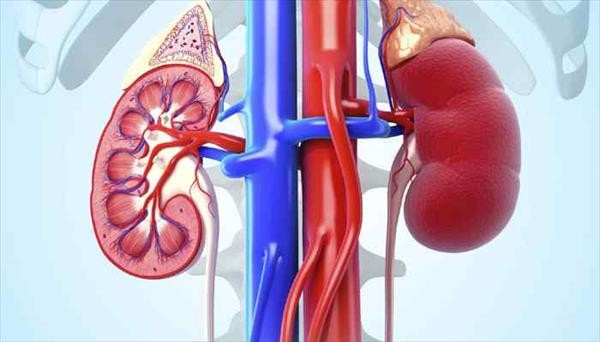 O Que É Falência Renal
