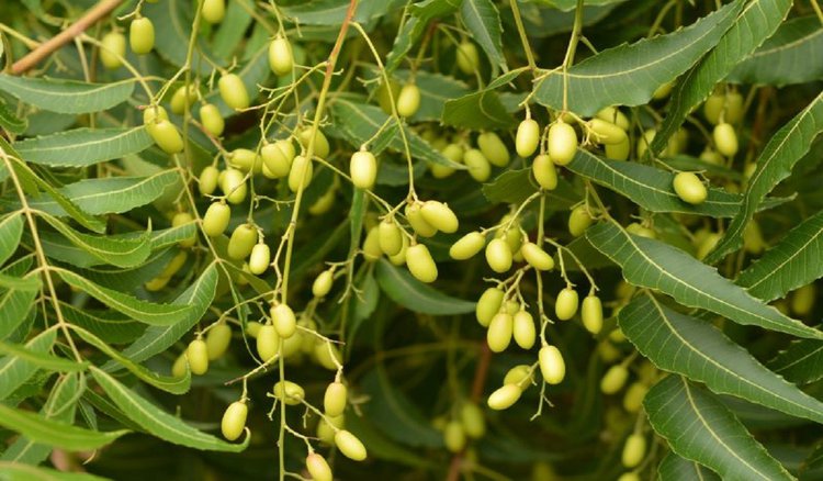 Óleo de Neem em Capsulas Óleo de Neem em Capsulas