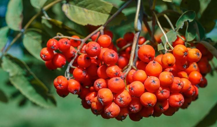 fruta de tramazeira fruta de tramazeira