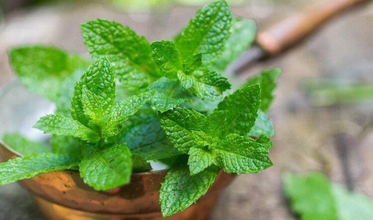 hortela para adicionar na dieta hortela para adicionar na dieta