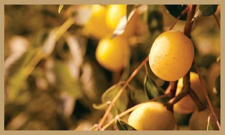 Marula Marula