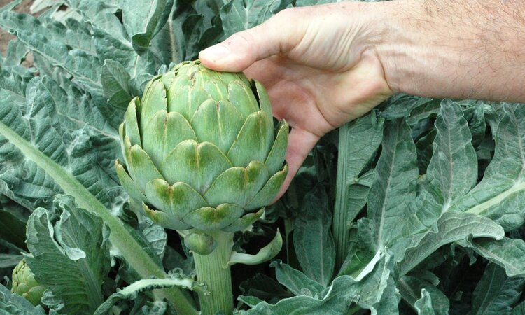 Alcachofra dieta Dieta da alcachofra: funciona? como fazer, cardápio e benefícios
