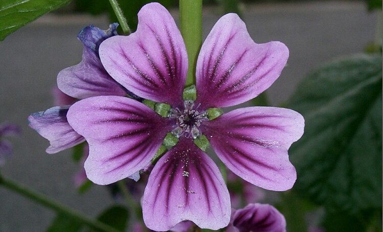 Malva Sylvestris Malva Sylvestris