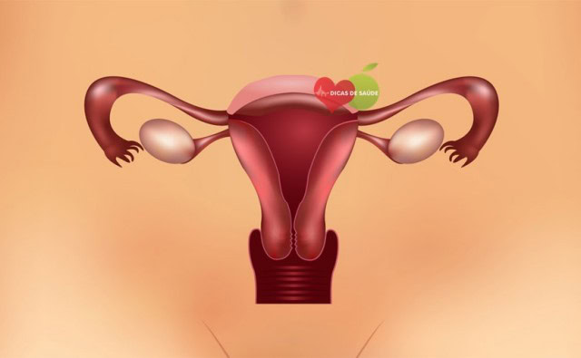 Vaginas Vaginas