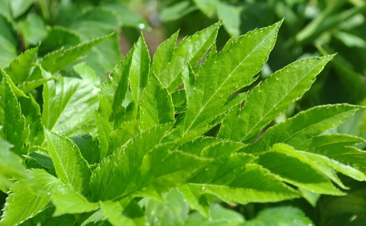 benefícios das folhas de ashitaba benefícios das folhas de ashitaba