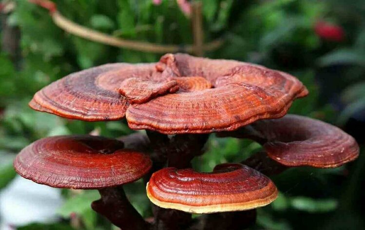 cogumelo reishi para a imunidade cogumelo reishi para a imunidade