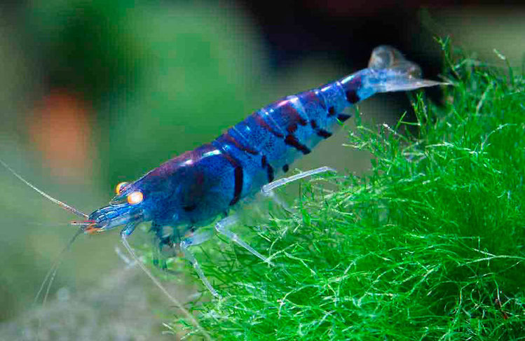 camarao tigre azul camarao tigre azul
