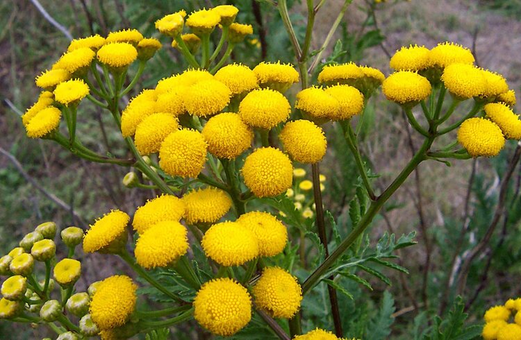 catinga de mulata beneficios catinga de mulata beneficios