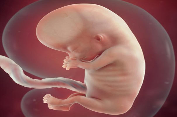 9 semanas de gravidez 9 semanas de gravidez