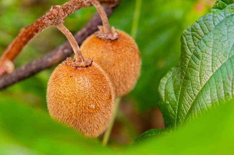 kiwi fuzzy kiwi fuzzy