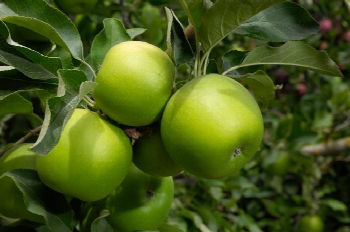 maca granny smith maca granny smith