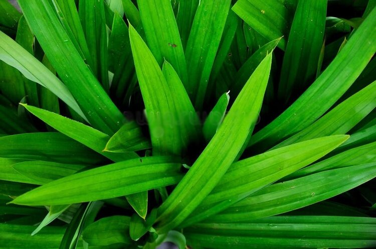 folhas de pandan folhas de pandan