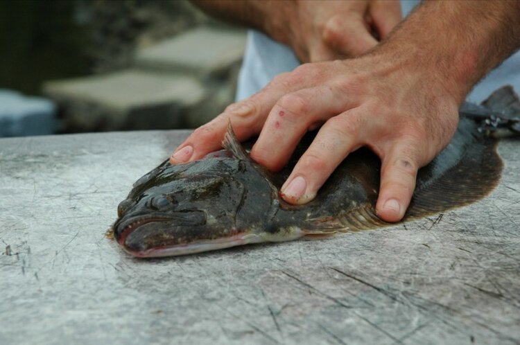 Peixe Solha Peixe Solha