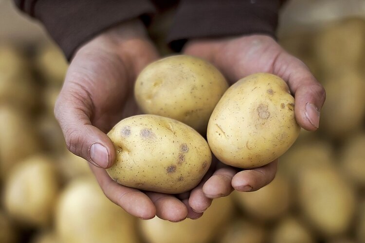 Benefícios da Batata Benefícios da Batata