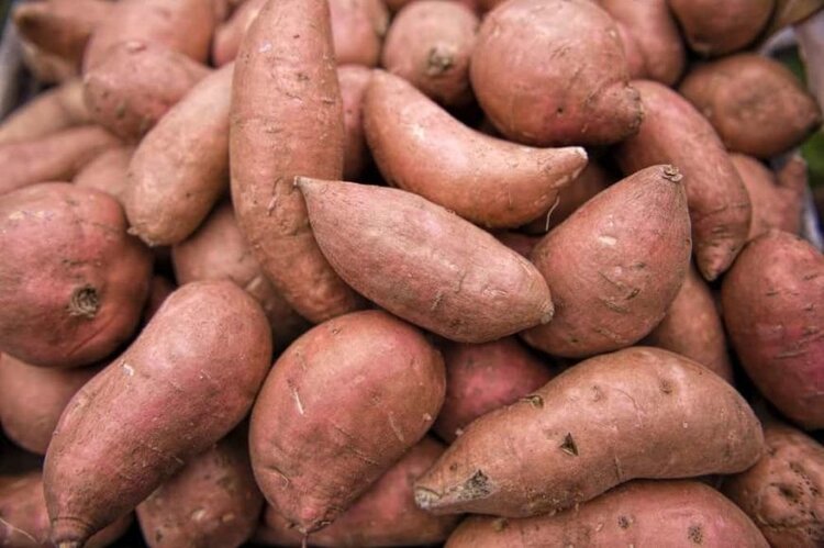 batata doce beauregard batata doce beauregard