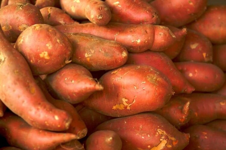 Batata doce red garnet Batata doce red garnet