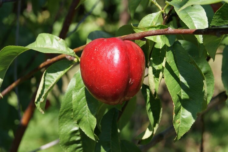 nectarine fantasia nectarine fantasia