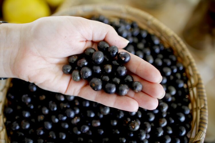Efeitos Colaterais do Açaí Efeitos Colaterais do Açaí