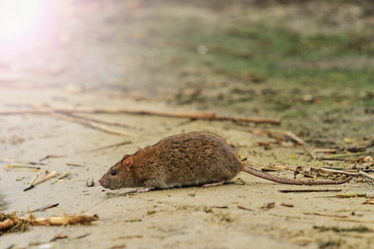 Tularemia Tularemia