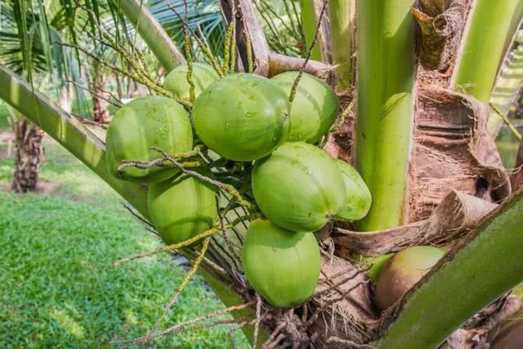 benefícios da água de coco benefícios da água de coco