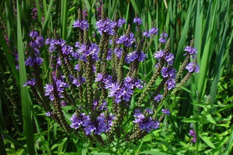 benefícios da verbena benefícios da verbena